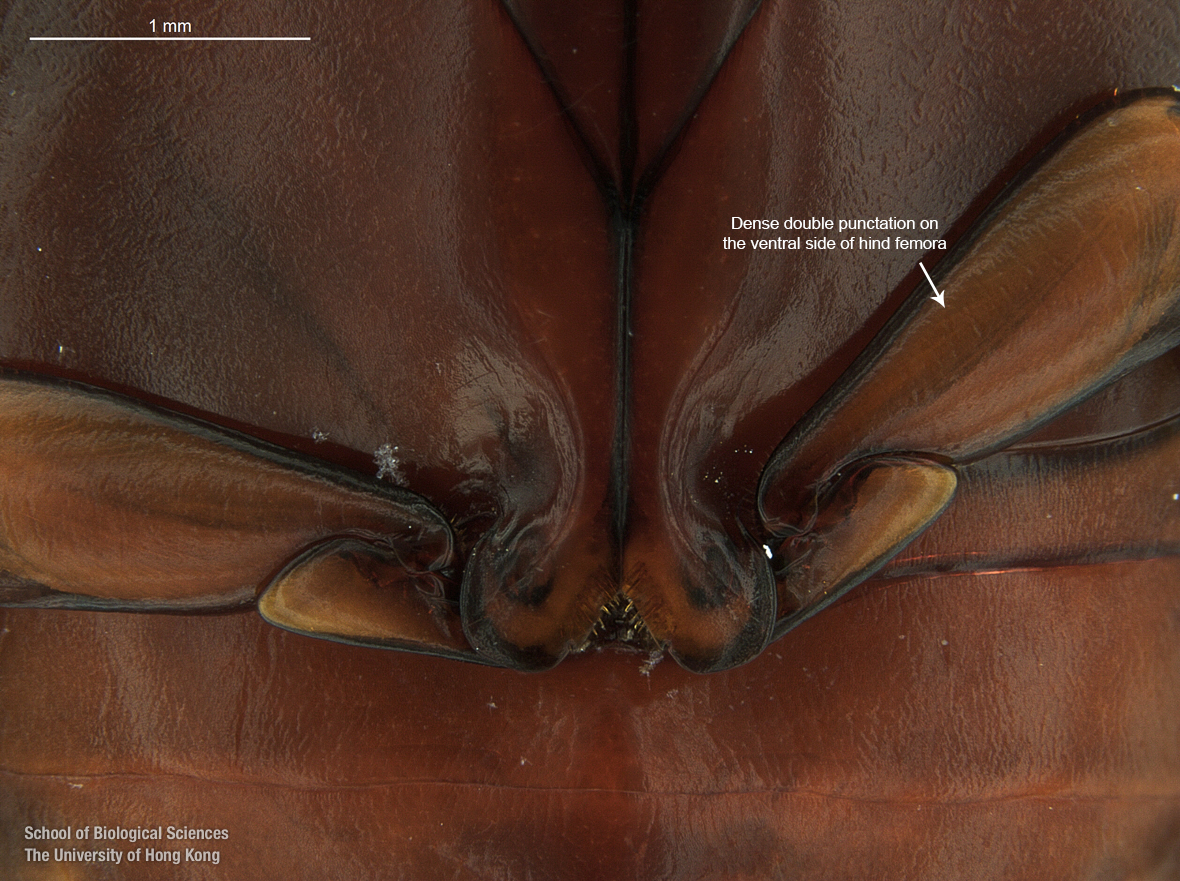 Prosternal and hind coxal process